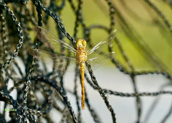 La Roulotte En Plein Nature Au Blagour Prázdninový dům Lachapelle-Auzac