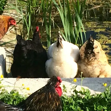 Pipowagen Blagour Midden In De 펜션 Lachapelle-Auzac